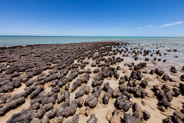 047 Shark Bay, hamelin pool, stromatolites.jpg